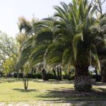 17. verde- palme